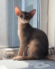 Photo №2 to announcement № 52260 for the sale of abyssinian cat - buy in Belarus from nursery