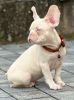 Additional photos: Pink french bulldog puppies