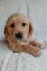 Photo №2 to announcement № 90614 for the sale of golden retriever - buy in Germany private announcement