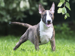 Photo №2 to announcement № 3111 for the sale of bull terrier - buy in Russian Federation from nursery, breeder