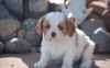 Photo №1. cavalier king charles spaniel - for sale in the city of Geneva | negotiated | Announcement № 124417