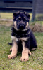 Photo №4. I will sell german shepherd in the city of Czartki. breeder - price - 832$