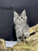 Photo №4. I will sell maine coon in the city of Kharkov. private announcement - price - 1414$