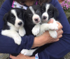 Photo №2 to announcement № 18202 for the sale of border collie - buy in United Kingdom private announcement