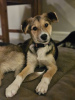 Photo №3. Small and compact Lucy 4 months. Russian Federation
