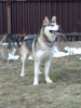 Photo №3. Asenka is a husky mix, a wonderful dog! In good hands. Russian Federation