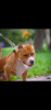 Photo №1. american staffordshire terrier - for sale in the city of St. Petersburg | negotiated | Announcement № 8865