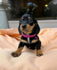 Photo №2 to announcement № 114206 for the sale of dachshund - buy in Finland 