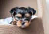 Photo №1. yorkshire terrier - for sale in the city of Berlin | negotiated | Announcement № 97604