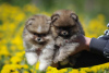 Photo №2 to announcement № 104062 for the sale of pomeranian - buy in Belarus from nursery