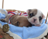 Photo №3. French Bulldog puppies, RKF. Russian Federation