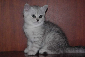 Photo №1. british shorthair - for sale in the city of Moscow | 600$ | Announcement № 774