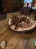 Additional photos: Home trained American Cocker Spaniel for sale now