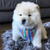 Photo №2 to announcement № 86081 for the sale of chow chow - buy in United Kingdom private announcement