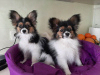 Additional photos: Papillon puppies from the kennel!