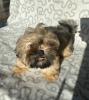 Photo №3. Shih Tzu dog chocolate gene, birth certificate, available for collection. Poland
