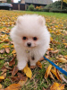 Photo №1. pomeranian - for sale in the city of Dubai | Is free | Announcement № 35336