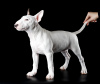 Photo №2 to announcement № 34492 for the sale of bull terrier - buy in Russian Federation from nursery