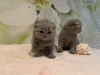 Photo №3. Lovely Scottish Fold kittens available for loving homes. Germany