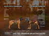 Photo №1. bavarian mountain hound - for sale in the city of Лиепая | 845$ | Announcement № 102780