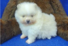 Photo №3. Cute Pomeranian puppies for free adoption. Germany