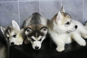 Additional photos: Saint Petersburg. Siberian Husky puppies are offered for sale