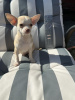 Photo №1. chihuahua - for sale in the city of Florida | 500$ | Announcement № 55155