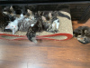 Photo №3. Beautiful Maine Coon kittens for sale. Russian Federation