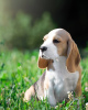 Photo №1. beagle - for sale in the city of Quakenbrück | 423$ | Announcement № 103661