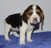 Photo №2 to announcement № 79586 for the sale of beagle - buy in Cyprus 