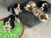 Photo №3. Cavalier King Charles Spaniel. Germany