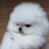 Photo №1. pomeranian - for sale in the city of Dejret | 370$ | Announcement № 125492