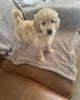Photo №3. Cute Mini Goldendoodles- ONE HANDSOME BOY LEFT!!! 1 (559) 745-5646. United States