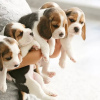 Photo №1. non-pedigree dogs - for sale in the city of Berlin | negotiated | Announcement № 118796