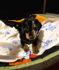 Photo №4. I will sell dachshund in the city of Dnipro. private announcement - price - negotiated