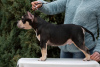 Photo №1. american bully - for sale in the city of Rostov-on-Don | negotiated | Announcement № 87116