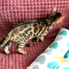 Photo №2 to announcement № 14737 for the sale of bengal cat - buy in Belarus from nursery