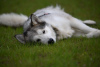 Photo №4. I will sell alaskan malamute in the city of Москва. from the shelter - price - Is free