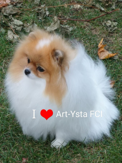 Photo №4. I will sell pomeranian in the city of Torun.  - price - 1554$