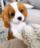 Photo №3. Beautiful Health Cavalier Puppies Business WhatsApp 37256348129. Finland