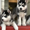 Photo №2 to announcement № 82890 for the sale of siberian husky - buy in Switzerland private announcement