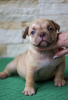 Photo №1. american bully - for sale in the city of Москва | 651$ | Announcement № 65525