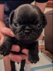 Photo №1. pug - for sale in the city of Болонья | 581$ | Announcement № 121733