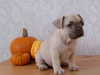 Photo №2 to announcement № 108113 for the sale of french bulldog - buy in Germany private announcement, breeder