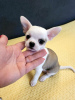 Additional photos: Mini Chihuahuas