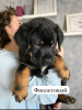 Additional photos: Rottweiler puppies