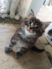 Additional photos: Home trained male and female Maine Coon Kittens available