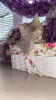 Photo №4. I will sell british shorthair in the city of Lyubertsy. from nursery - price - 345$