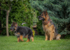 Photo №2 to announcement № 52031 for the sale of german shepherd - buy in Lithuania breeder