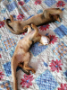 Photo №4. I will sell abyssinian cat in the city of Simferopol. breeder - price - 740$